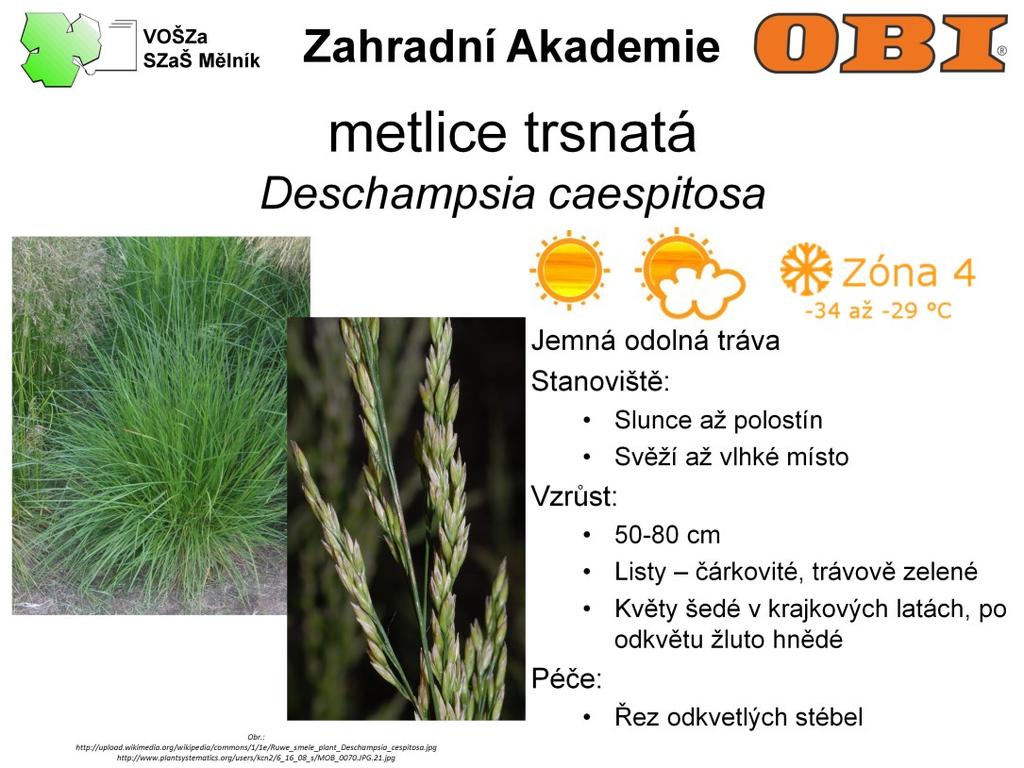 Metlice trsnatá je jemná, odolná tráva, 50-80 cm vysoká. Listy jsou čárkovité, trávově zelené. Brzo vzcházejí a dlouho zůstávají zelené.