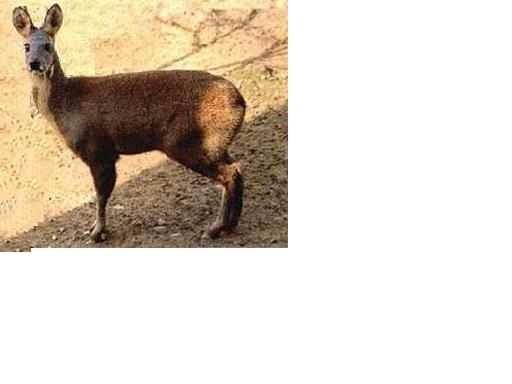 parfémy kabar pižmový (Moschus moschiferus) v tajze