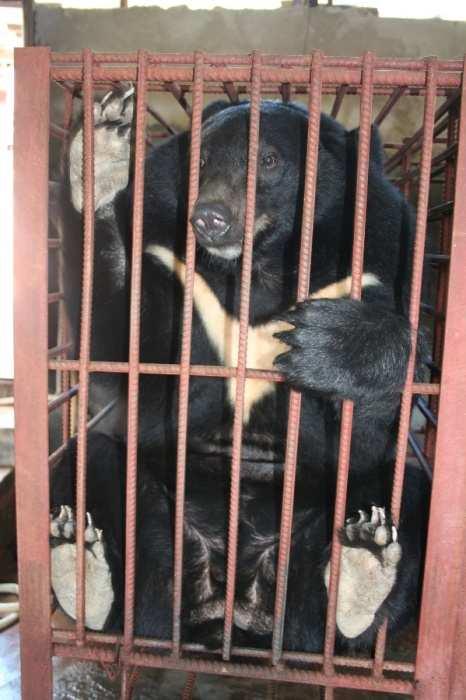 medvědi medvěd ušatý (Ursus thibetanus) žlučníky -