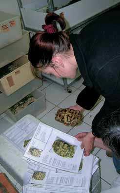 4200 krajta královská (Python regius) 900 aligátor severoamerický (Alligator