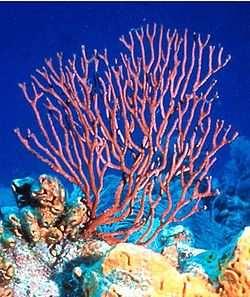 ) větevníci (Scleractinia spp.) (mozkovitky, červené korály) Acropora spp.