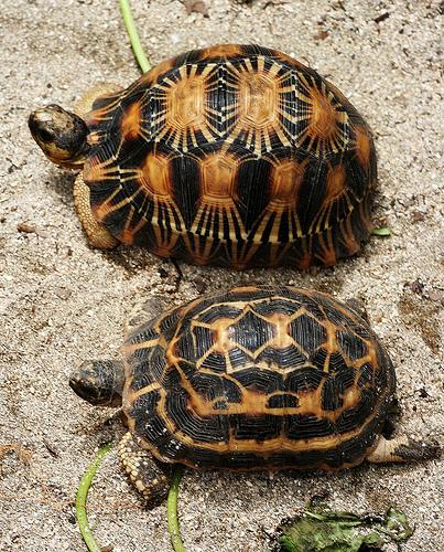 želva pardálí (Stigmochelys pardalis) CITES II/B pestré zbarvení mimikry v savaně, pašování z JAR želva zploštělá