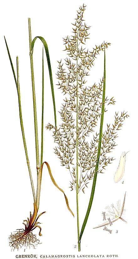 Calamagrostis = třtina jednokvěté klásky lata statné rostliny v ČR 8