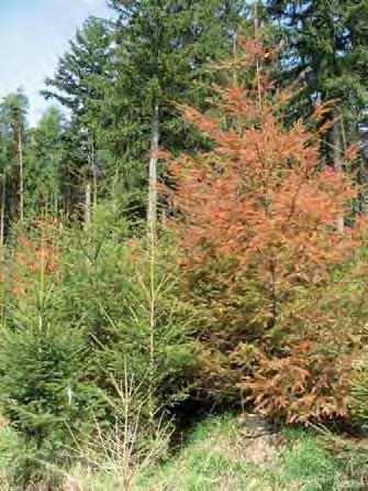 Zpravodaj ochrany lesa. Supplementum 2011 Antropogenní a nespecifická poškození z Moravy, konkrétně z Jihomoravského kraje (12,6 tis. m 3, 2009: 22,5 tis. m 3, 2008: 26,5 tis. m 3 ).
