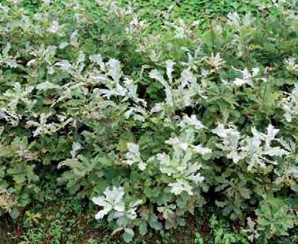 2011 Zpravodaj ochrany lesa. Supplementum Sphaeropsis sapinea- Microsphaera alphitoides ze 4 vyhlášky a v souladu s nimi je v ČR uplatňována úřední ochrana.