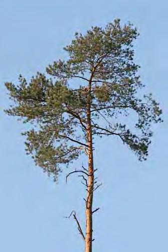 ochrany