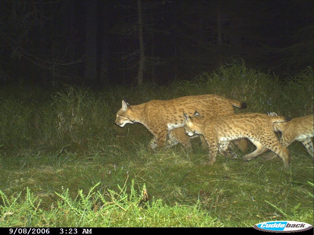 Rysice s mláďaty (foto: fotopast NP Šumava) Monitoring populace vydry říční Elisa Belotti Vydra říční je v České republice zařazena mezi druhy silně ohrožené a je předmětem ochrany Evropsky významné