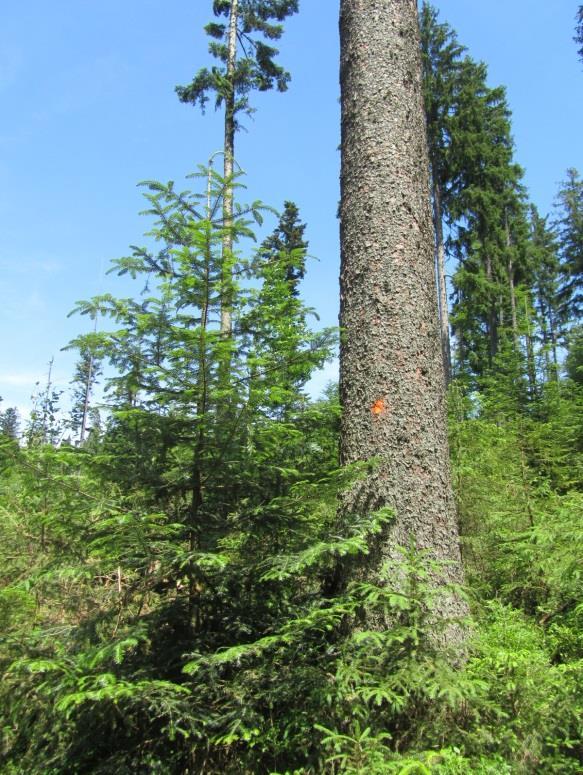 Škody na farmové zvěři od rysa a vlka Národní park Šumava po novele ZOPK Splouvání změny na sezónu 2017