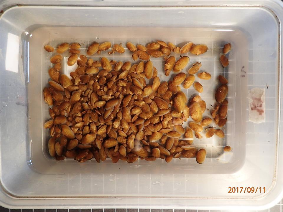 Perlorodky užité pro bioindikaci úživnosti Teplé Vltavy před rokem 2014 v počtu 192 ks. Délka schránky největší perlorodky je 2.3 cm. Foto: Bohumil Dort 8.
