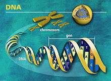 DNA je tedy pro život nezbytnou látkou, která ve své struktuře kóduje a buňkám