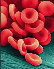hemoreologické účinky zníženie viskozity krvi zvýšenie elasticity erytrocytov stimulácia
