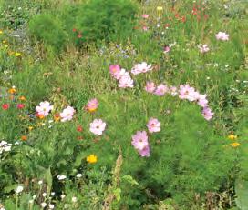 0,5 Anthemis tinctoria 1,0 Anthriscus cerefolium 0,8 Anthyllis vulneraria 0,3 Berteroa incana 0,3 Carum carvi 0,8 Centaurea cyanus 0,8 Centaurea jacea 0,5 Cichorium intybus 1,5 Cyanus segetum 0,3