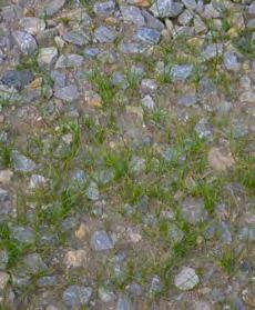 Trávy 98% Festuca rubra rubra 15,0 Festuca rubra trichophylla 13,0 Lolium perenne 40,0 Poa pratensis 30,0 Byliny 4 %: Achillea millefolium 0,1 Dianthus deltoides 0,5 Galium verum 0,4