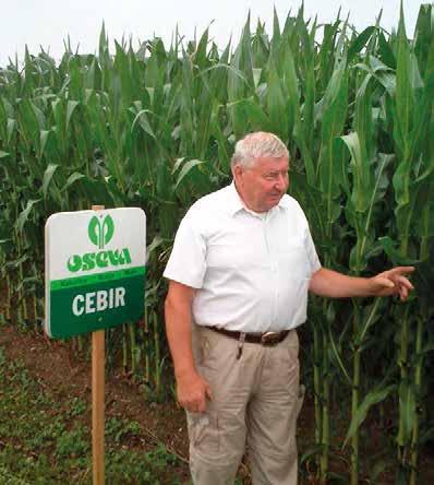 JEDEN Z NEJÚSPĚŠNĚJŠÍCH RANÝCH HYBRIDŮ NA ČESKÉM TRHU CEBIR 240 Ranost: FAO 240 Typ zrna: mezityp Udržovatel: CEZEA šlechtitelská st