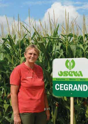 SE SUCHEM SE LÉPE VYROVNÁVÁ CEGRAND 280 Ranost: FAO 280 Typ zrna: mezityp Udržovatel: CEZEA šlechtitelská st