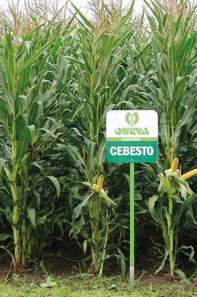 RANOST SKLOUBENÁ S VÝKONEM CEBESTO 220 Ranost: FAO 220 Typ zrna: tvrdý mezityp Udržovatel: CEZEA šlechtitelská st