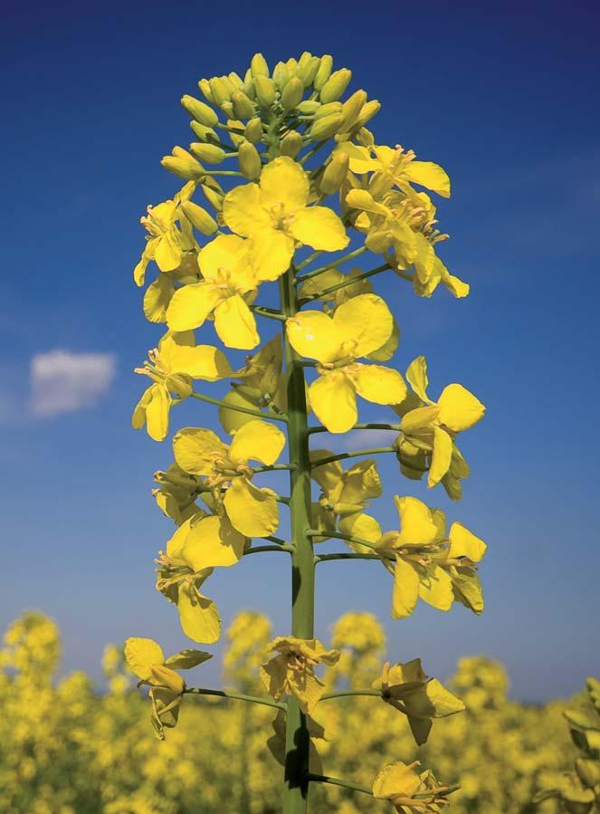 DK EXPRESSION...PRVÝ V CIELI Skorý až stredne skorý hybrid s vysokými úrodami preverenými v extrémne suchých podmienkach ročníku 5,42 t/ha (poloprevádzkové pokusy Monsanto ČR).