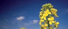 IMMINENT CL Slovensko stredne skorý 3,90 t/ha, 102%
