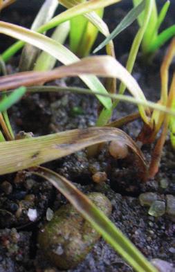 Onemocnění Fungi Ascomycetes pozemek (půda, rostlinné zbytky), osivo;