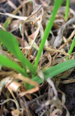 Říše Třída Přežívá Onemocnění Fungi Basidiomycetes pozemek (půda,