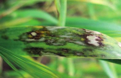 Třída Přežívá Onemocnění Fungi Ascomycetes pozemek (půda,