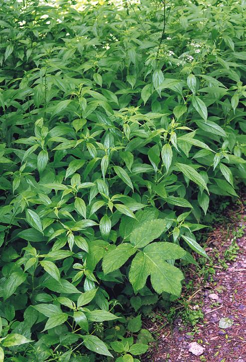 pojetí přijímáme i zde, i když se v porostech často vyskytují také druhy charakteristické pro prameništní vegetaci svazu Caricion remotae ze třídy Montio-Cardaminetea. Summary.
