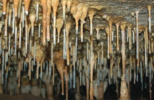 smíšených porostů s převahou buku lesního (Fagus sylvatica). V jižní části, která v minulosti zásobovala palivovým dřívím Brno, převažovaly du - bové a habrové pařeziny s krátkou dobou obmýtí.