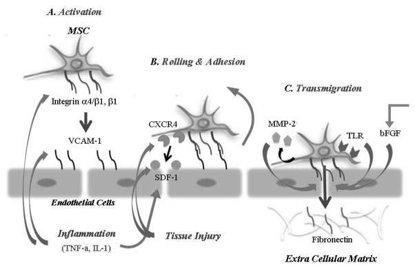 Obr. 3 MSC mají schopnost migrovat do mnoha tkání. Cévním endotelem prostupují mechanismem podobným, s jakým se můžeme setkat také u leukocytů.