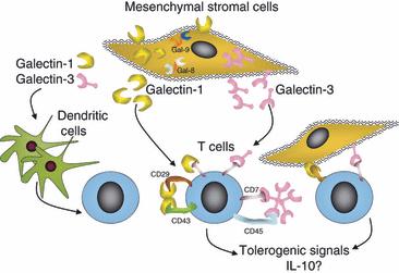 Obr. 7 Galektin-1 a galektin-3 se podílejí na inhibici T lymfocytů zprostředkovanou MSC. MSC exprimují galektin-1, galektin-3, galektin-8 a galektin-9.
