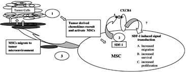Obr. 9 Cytokiny a chemokiny produkované nádorovými buňkami rekrutují MSC do místa nádoru.