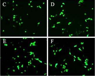 zvýšení protinádorového efektu MSC a prodloužení přežívání modelových myší [72]. Navíc byly MSC použity v genové terapii jako nosiče pro IL-12 v Ewingovém sarkomu s protinádorovým účinkem [73].