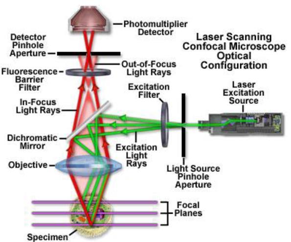 2 Konfokální laserová skenovací mikroskopie Konfokální mikroskop je typ mikroskopu, pomocí kterého je pozorována určitá oblast vzorku v rovině, do níž je mikroskop zaostřen.