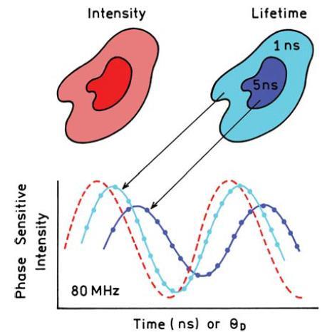 Obrázek 4.2: schématické znázornění zobrazení délky života za pomoci fáze [1] Měření jedné intenzity citlivé na fázi není dostatečné pro určení životnosti.