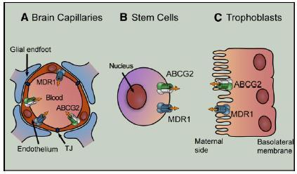 ABC transportéry ABC transmembránové pumpy (transmembránové transportéry obsahující ATP vázající doménu) (ATP binding domain) - v různé míře jsou přítomny v membránách většiny / všech buněk (rostlin,