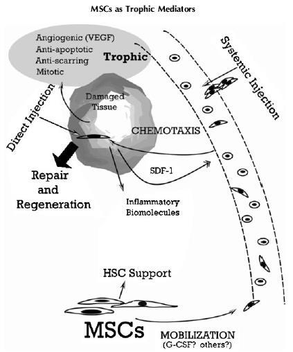 Mechanismu nepřímého zapojení MSCs (a jejich derivátů?