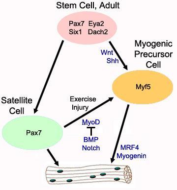 Svalové SC kmenové buňky kosterní svaloviny = MuSC, satelitní buňky - v embryogenezi somity > myotom > myocyt > svalové vlákno - v dospělosti MuSC -> satelitní buňky ->