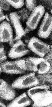 Vzteklina v populaci netopýrů V Evropě jsou netopýři nositeli specifických sérotypů vztekliny: virus evropské netopýří vztekliny typ 1 (EBLV-1, sérotyp 5) virus evropské netopýří vztekliny typ 2