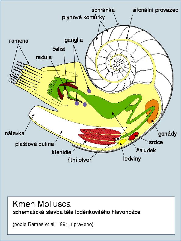 loděnka hlubinná (Nautilus pompilius) -