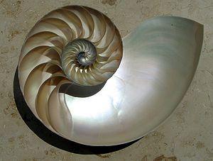 loděnka hlubinná (Nautilus pompilius) - *