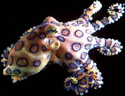 chobotnice (Octopus) Středozemní