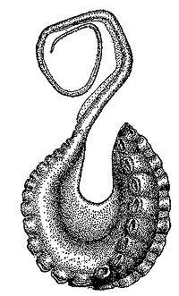- samci - odpadavé hektokotylové rameno argonaut pelagický (Argonauta
