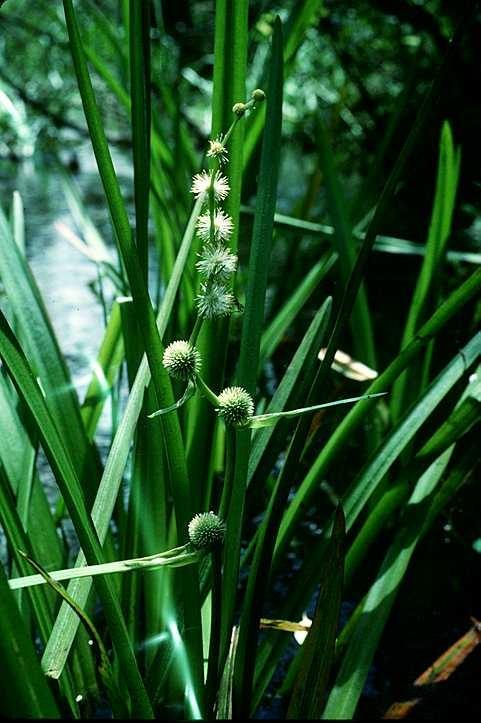 Ochtohydrofyta opt. lit. lim.; lim.; mohutný vzrůst, dlouhé oddenky; zevar vzpřímený Sparganium erectum, rákos obecný Phragmites australis, zblochan vodní Glyceria maxima; fytoc.