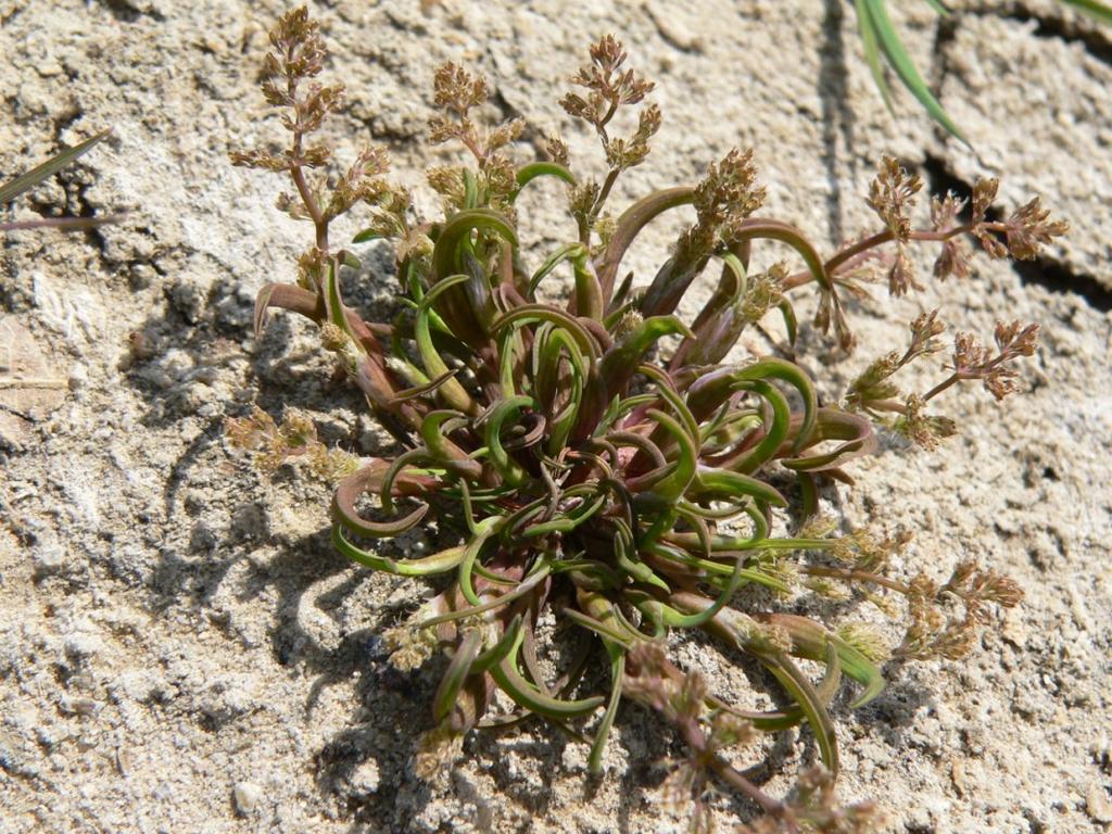 česká Carex bohemica,, puchýřka útlá Coleanthus subtilis,, rukev bahenní Rorippa