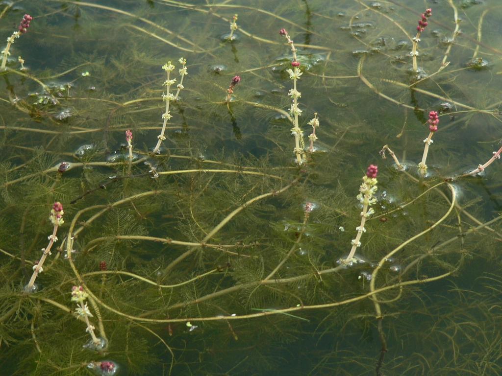 Porost stolístku klasnatého (Myriophyllum