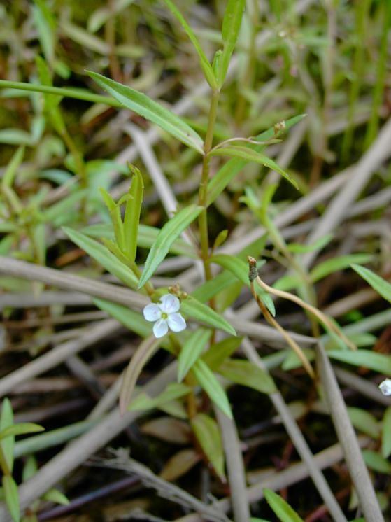 Veronica scutellata bývá řídce roztroušena v porostech vysokých ostřic, objevuje