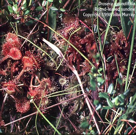 Drosera rotundifolia a