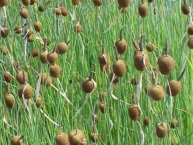 Orobinec nejmenší (Typha