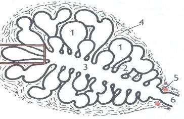 Mléčná žláza žlaznaté těleso (žlázový parenchym) vývodné cesty vemene Žlaznaté těleso zlalůčků (2-5mm) Lalůčky z primárních lalůčků (0,5-1mm) Primární lalůček z alveol Vývodné