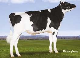 BOSSIR CELTIC NXB-357 ROBUST x BALTIMOR x GOLDWYN» velmi lehké telení» vybalancovaný exteriér» vysoká plodnost dcer (Soctates x Bal!mor) (Sho"le x Durhan) DN: 24.09.