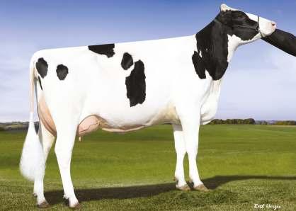 4% 1 572 kg DULET BOLTON KIRPA 05-06 305 14 993 4.7% 699 3.2% 482 kg Celoživotně: 71 359 5.0% 3 574 3.5% 2 517 kg Stád 184 Dcer 653 Mléko +535 2244 Tuk +19 +0.00 NM$ R % 98 % Bílkovina +15 +0.